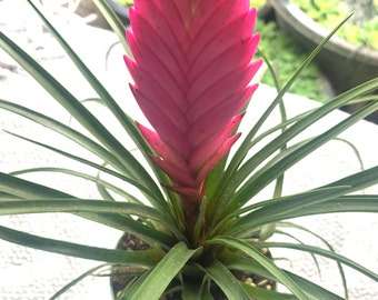 Tillandsia cyanea Bromeliad/ 1 Live Plant