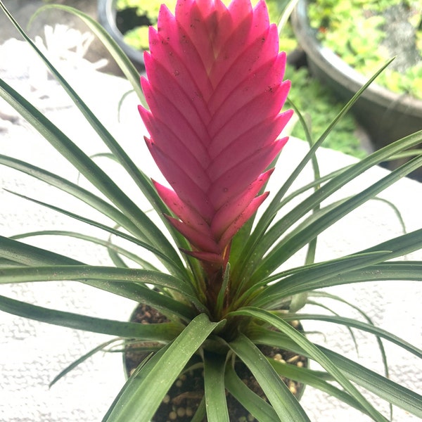 Tillandsia cyanea Bromeliad/ 1 Live Plant