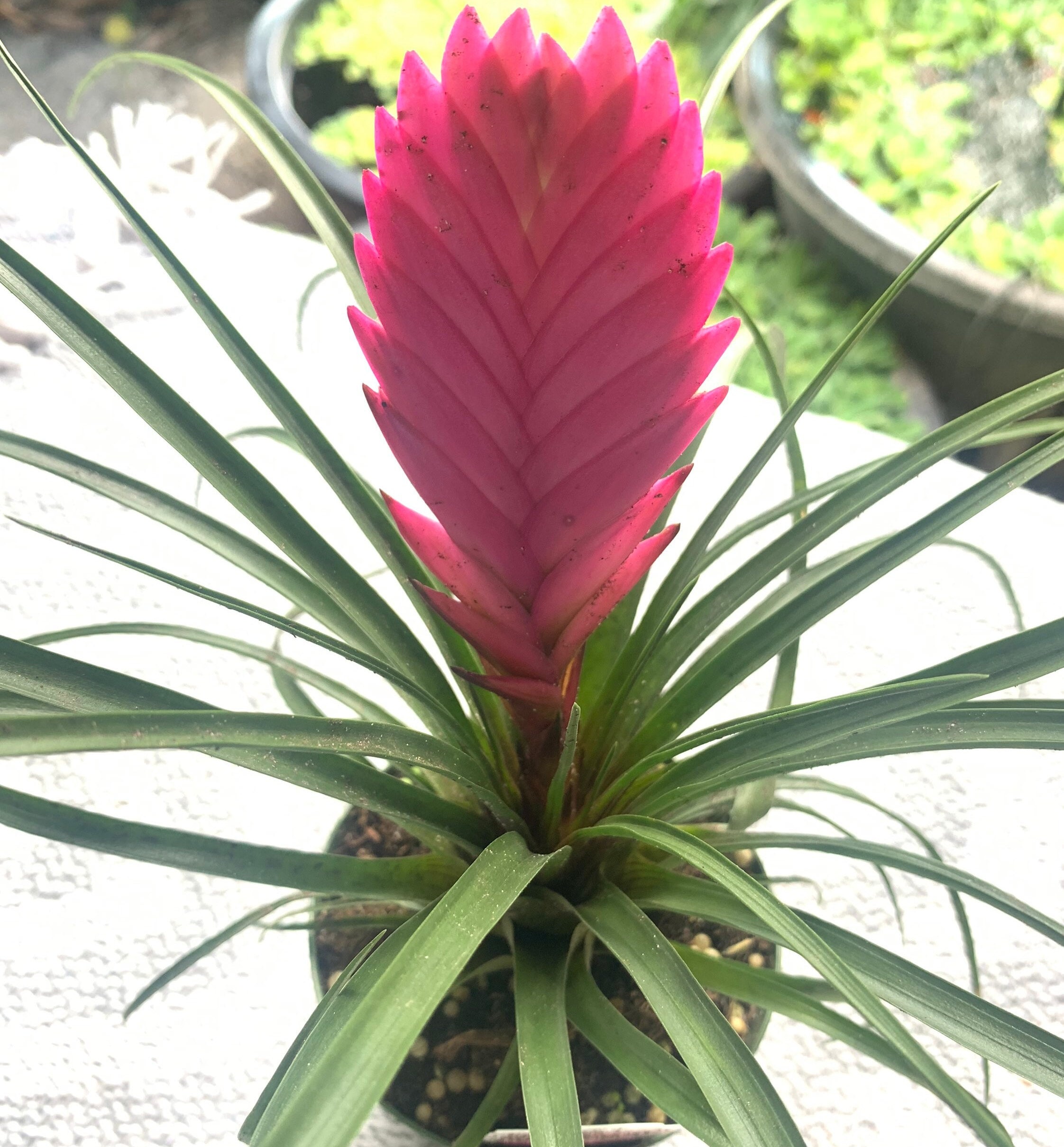 Tillandsia Cyanea 4