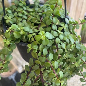May include: A hanging basket overflowing with a trailing succulent plant. The plant features small, round, green leaves and reddish-purple stems. The basket is black and suspended by a black metal hanger, creating a vibrant display of greenery.