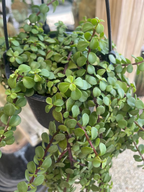 Portulacaria afra 'Elephant Bush' 6 Inch / Regular