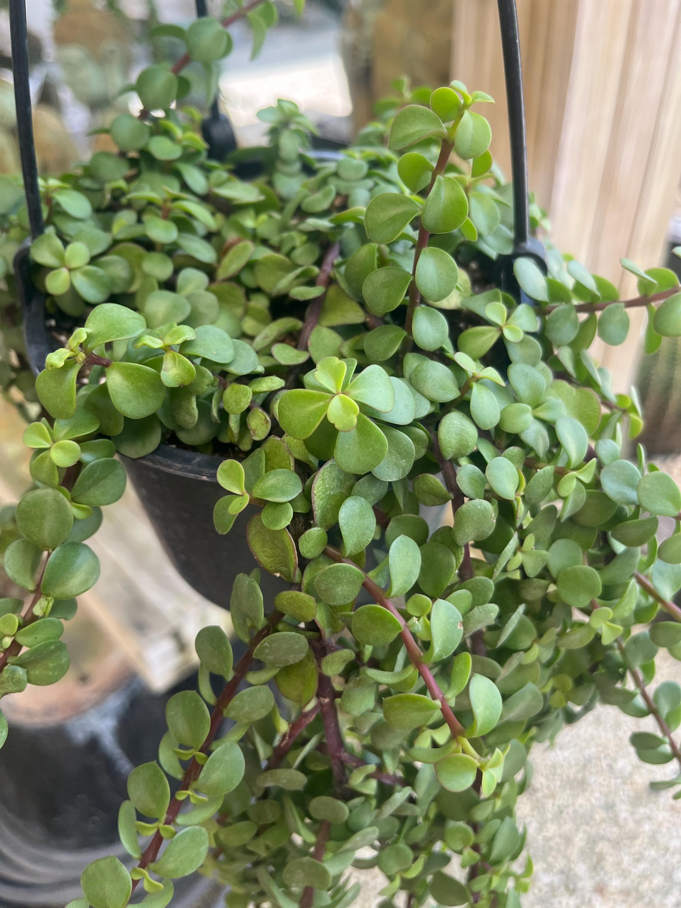 Portulacaria Hanging Minima (Portulacaria afra Minima)