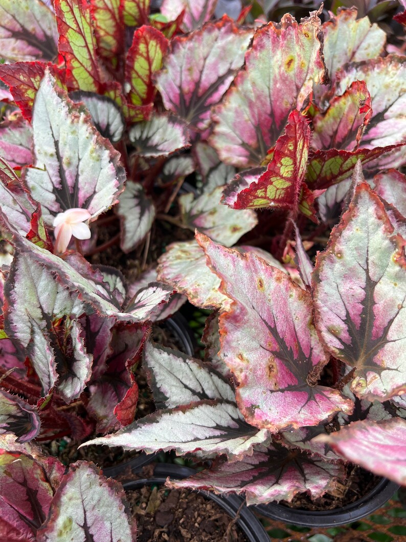 T Rex begonia Pink Burgundy 6in pot image 3