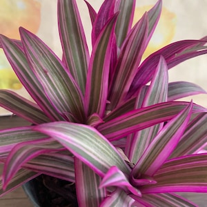 Dwarf Oyster Plant Variegated FULL PLANT Tradescantia spathacea tricolor Rhoeo 'Tricolor', tradescantia, Moses in the cradle,plant 6in pot image 1