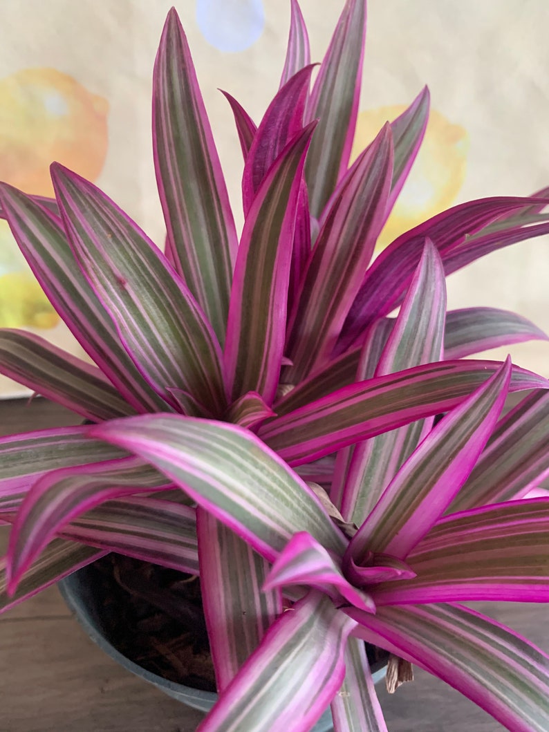 Dwarf Oyster Plant Variegated FULL PLANT Tradescantia spathacea tricolor Rhoeo 'Tricolor', tradescantia, Moses in the cradle,plant 6in pot image 1