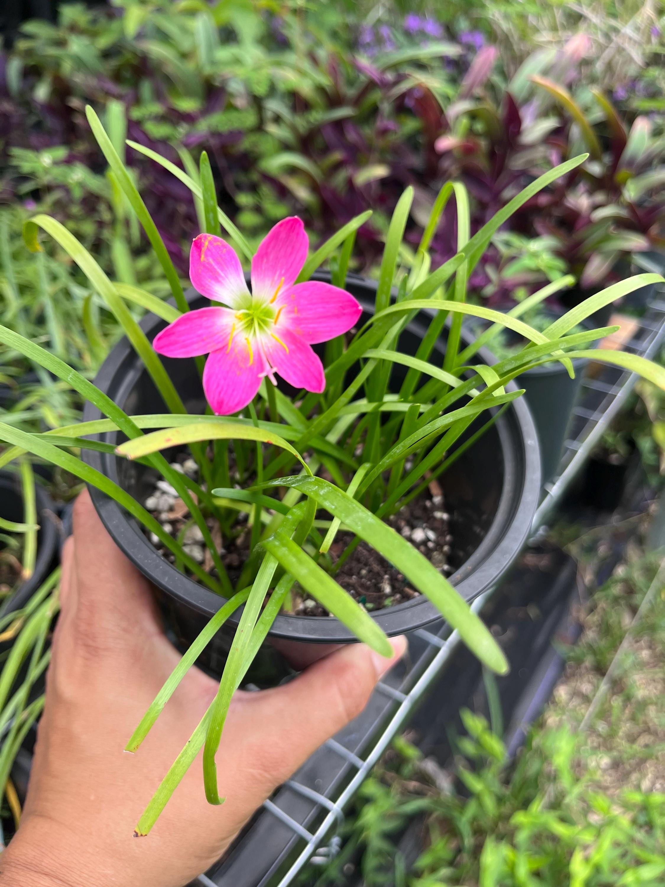 5 Bulb- Rainlily Pink, Zephyr Lily, Fairy Lily, and Rain Flower