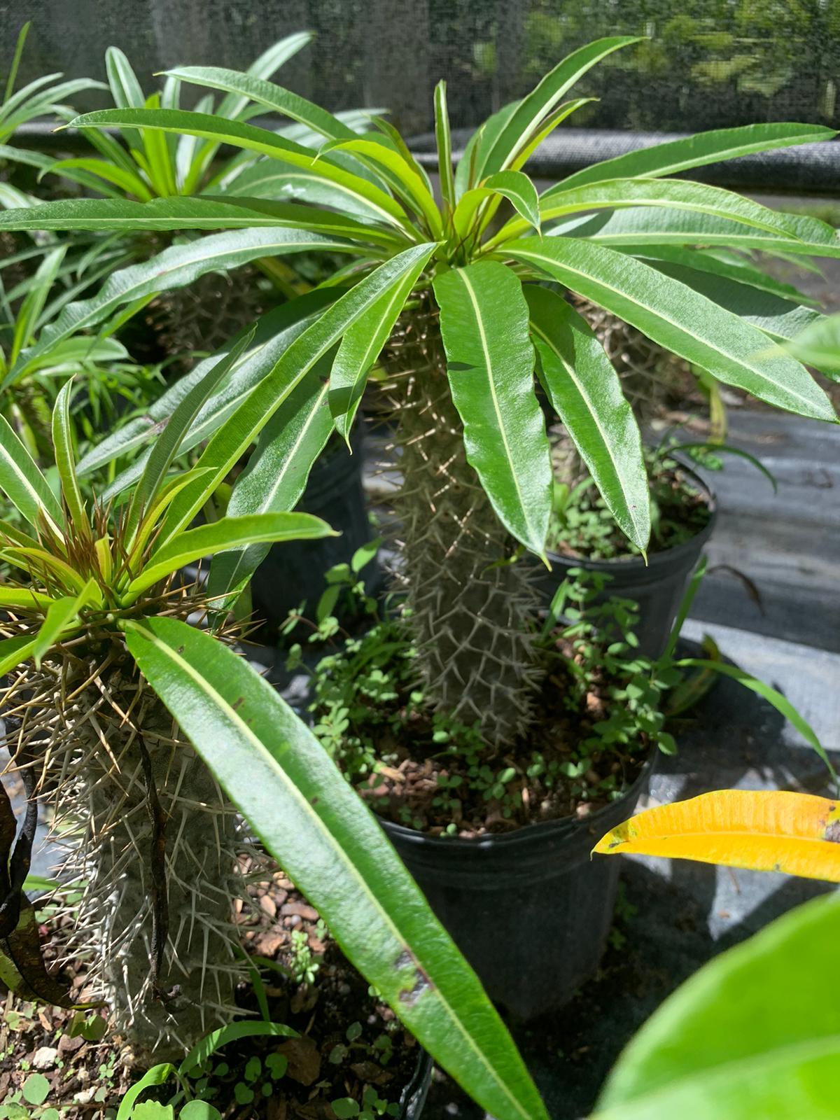 Madagascar Palm - Pachypodium Lamerei | Spiny Succulent Cactus-like Plant |  Low Maintenance Indoor/outdoor Decorative Plant - Etsy