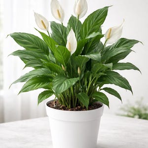 Peace Lily Live Plant - Etsy