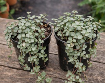 Pilea Depressa Baby Tears Plant | Trailing Houseplant | Easy Care Indoor Plant | Live Green Plant | Hanging Basket Plant 2 plants