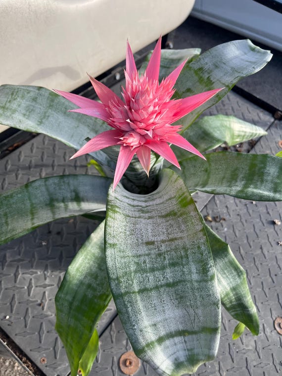 Aechmea Fasciata (silver Vase Plant / Urn Plant) Bromeliad With