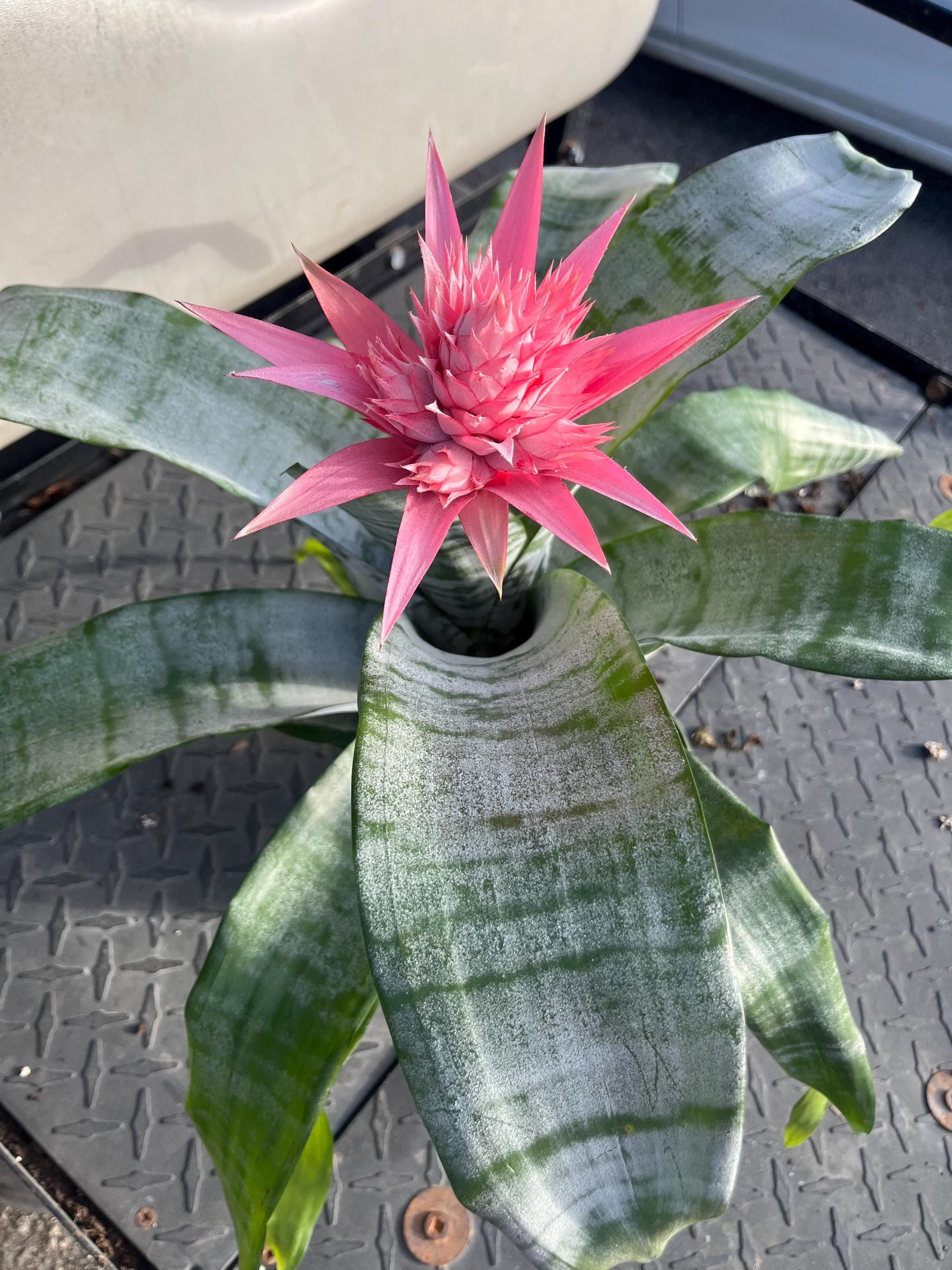 Aechmea Fasciata (silver Vase Plant / Urn Plant) Bromeliad With