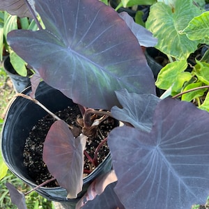 6 inch pot philodendron brasil Philodendron, 'Brasil' 4