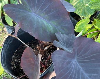 Plante vivante de Colocasia 'Black Magic' : feuillage foncé d'oreille d'éléphant (rhizome) Aucun feuillage inclus. Engrais gratuit.