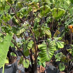 Masque de pharaon Alocasia - plante rare à oreilles d'éléphant avec feuilles veinées spectaculaires - feuillage tropical d'intérieur parfait - 1 gal image 2