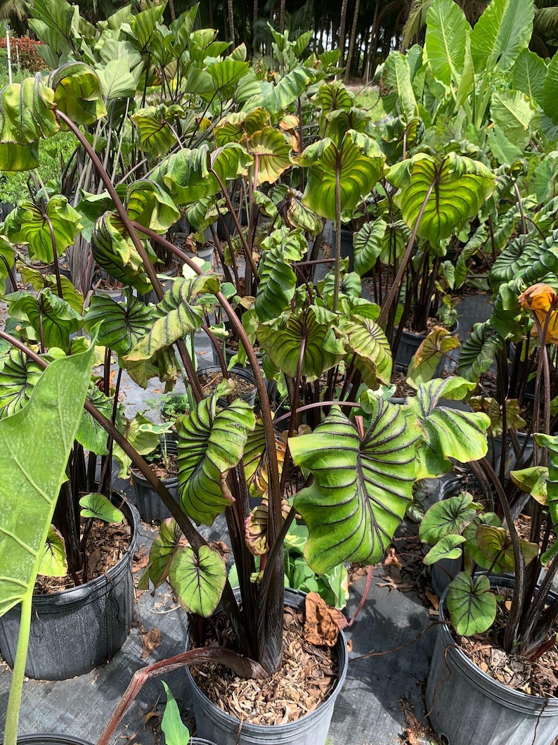 Masque de pharaon Alocasia - plante rare à oreilles d'éléphant avec feuilles veinées spectaculaires - feuillage tropical d'intérieur parfait - 1 gal image 2