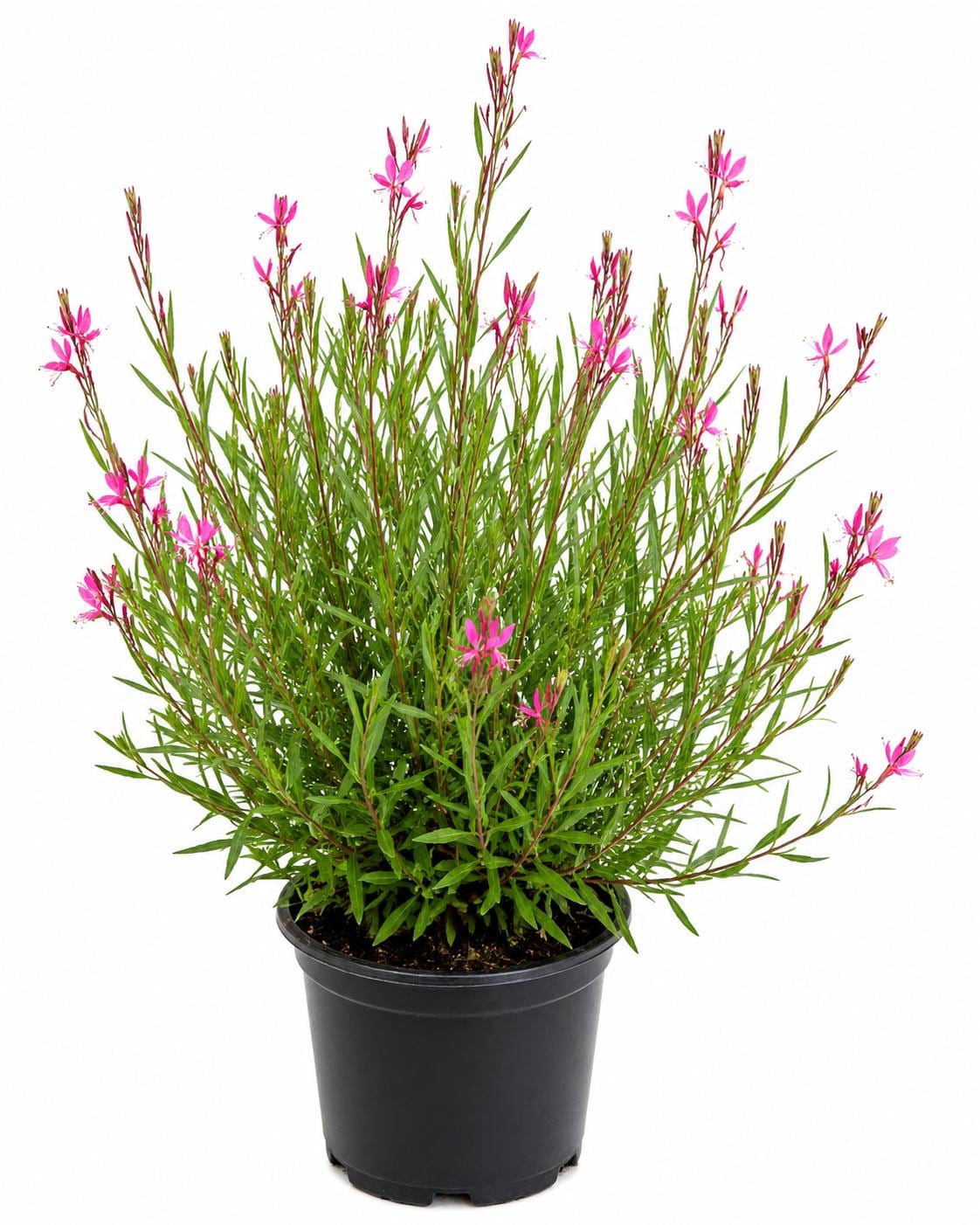 Pink Jasmine Plants for Sale - Etsy