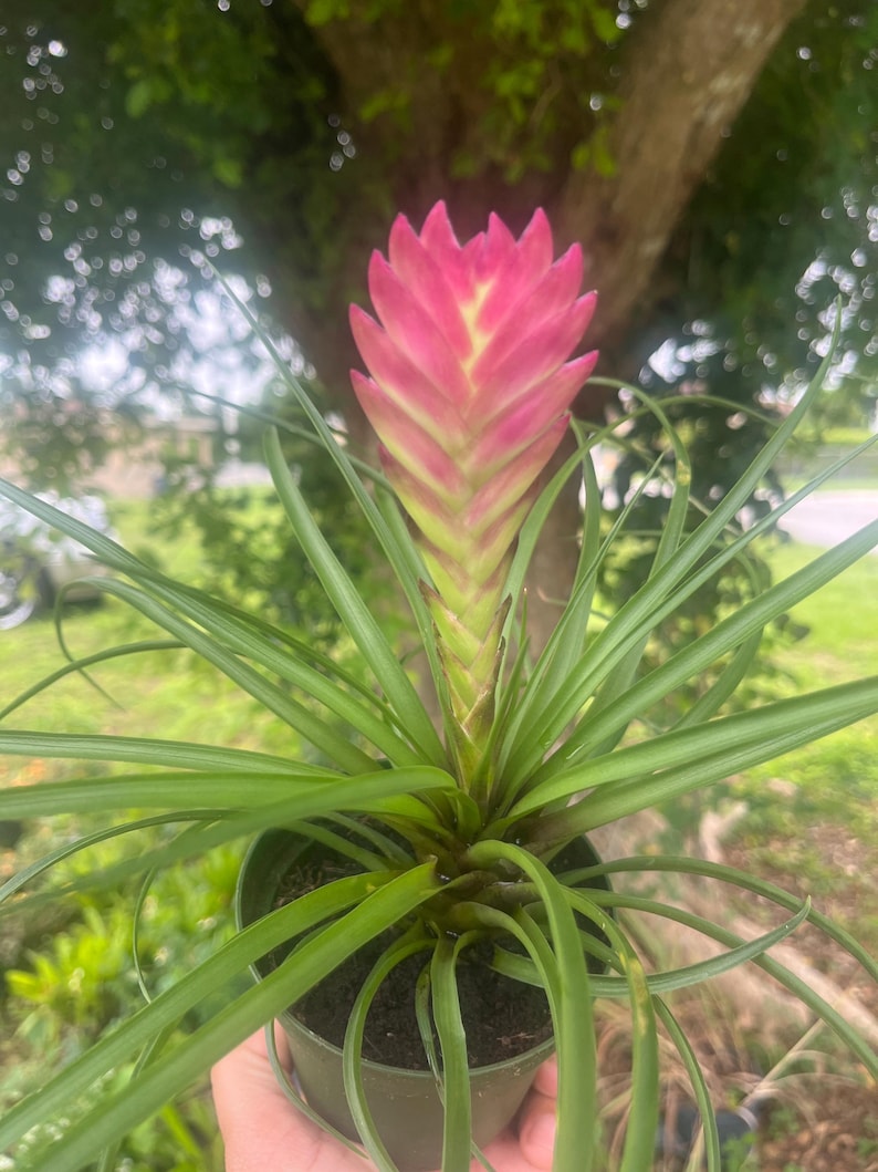 Pink Quill Bromeliad: Tillandsia Cyanea Air Plant - Thumbnail 2