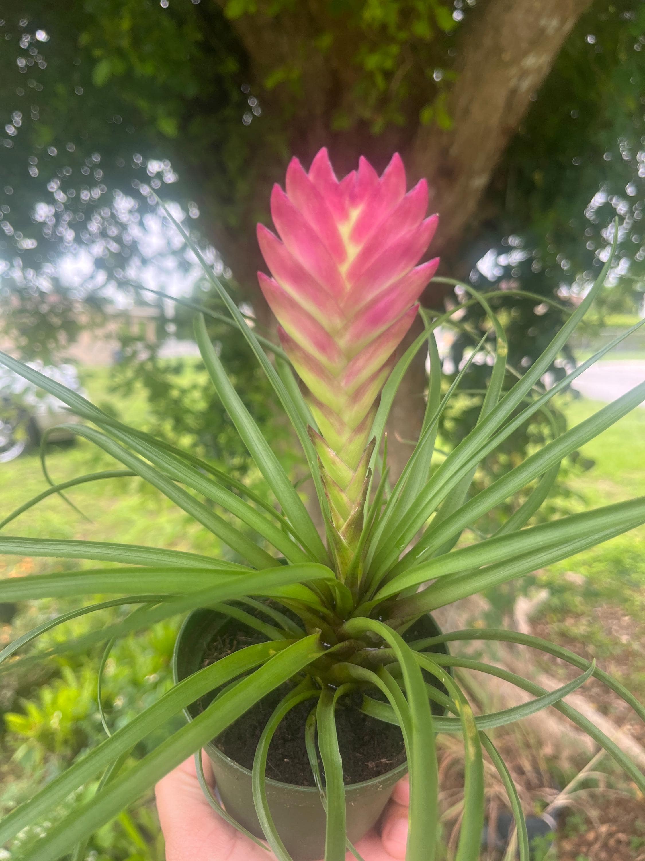 Pink Quill Bromeliad: Tillandsia Cyanea Air Plant in 3in Pot - Etsy