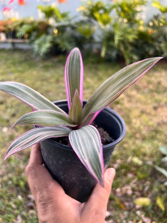 Variegated Dwarf Oyster Plant: Tradescantia Spathacea Tricolor