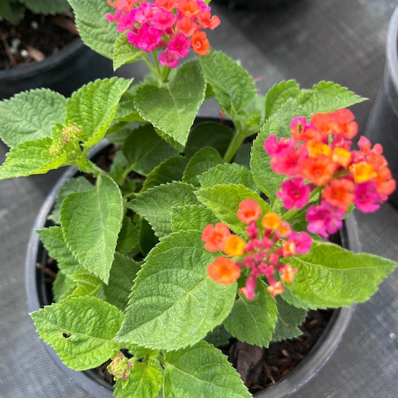 Colorful Lantana Plants: Brighten Your Garden With Easy-to-grow Beauty! 6  in Pot Large - Etsy