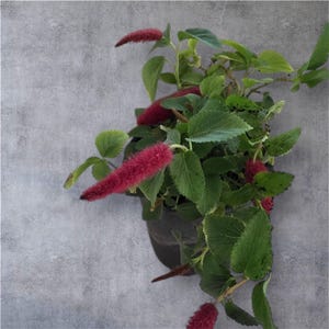 Dwarf Chenille Plant – Acalypha pendula ‘Strawberry Firetails’ – Trailing Fuzzy Red Blooms – Live Houseplant in 4” Pot