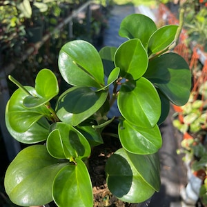 Peperomia green obtusifolia 5 in pot Rubber Plant  Easy-to-Grow Live Plant House plant- pet friendly