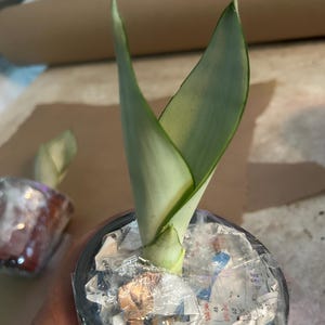 Moonshine Snake Plant – Rare Silvery Green Sansevieria | Easy Care Indoor Houseplant | Air Purifying & Low Light Succulent Plant Gift Bild 12