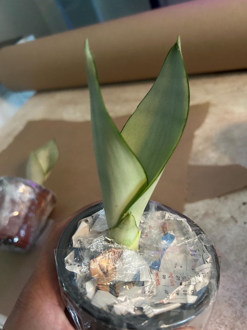 Moonshine Snake Plant – Rare Silvery Green Sansevieria | Easy Care Indoor Houseplant | Air Purifying & Low Light Succulent Plant Gift Bild 12