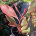 see more listings in the Plants section