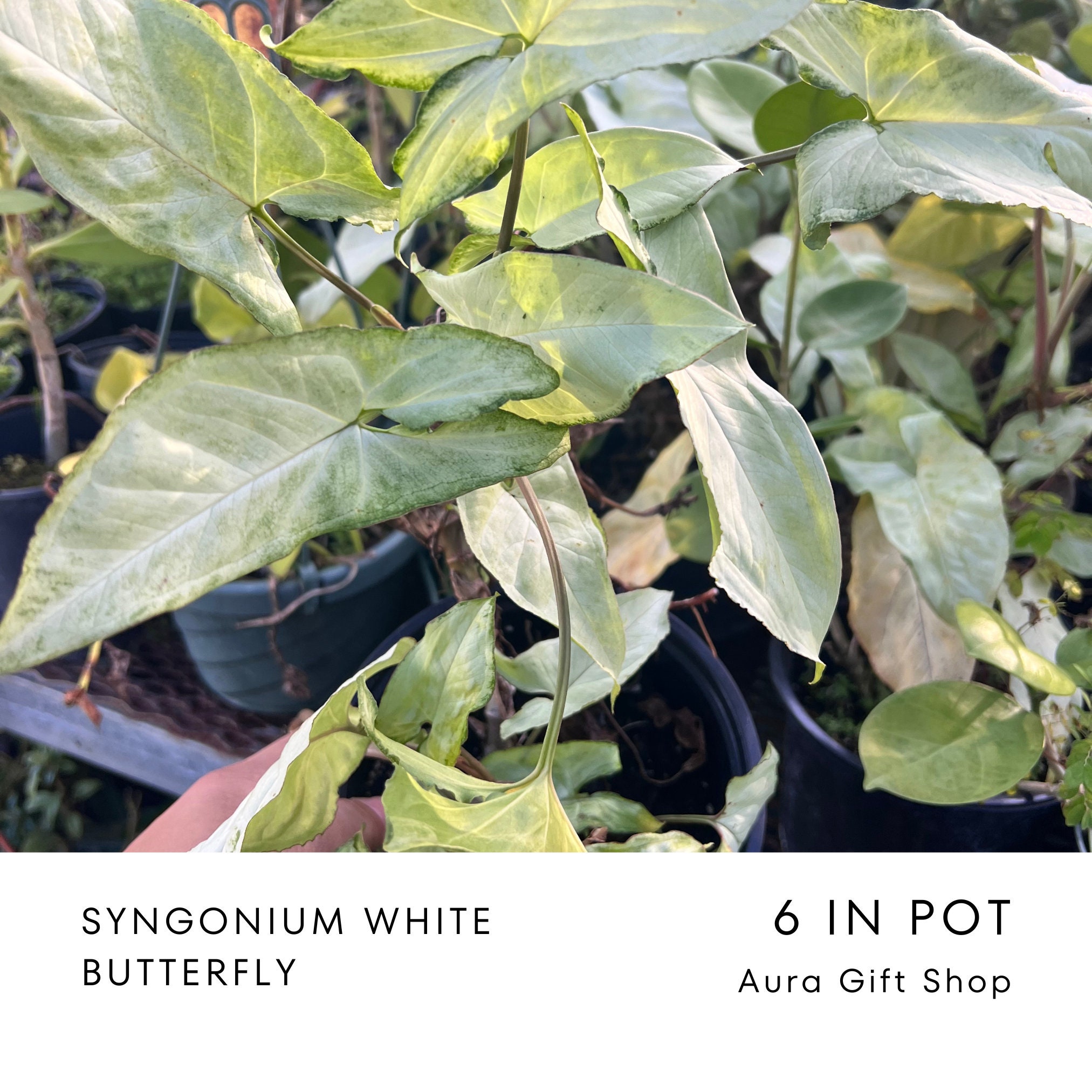 pothos direct sun Pothos Epipremnum aureum 'Jessenia'