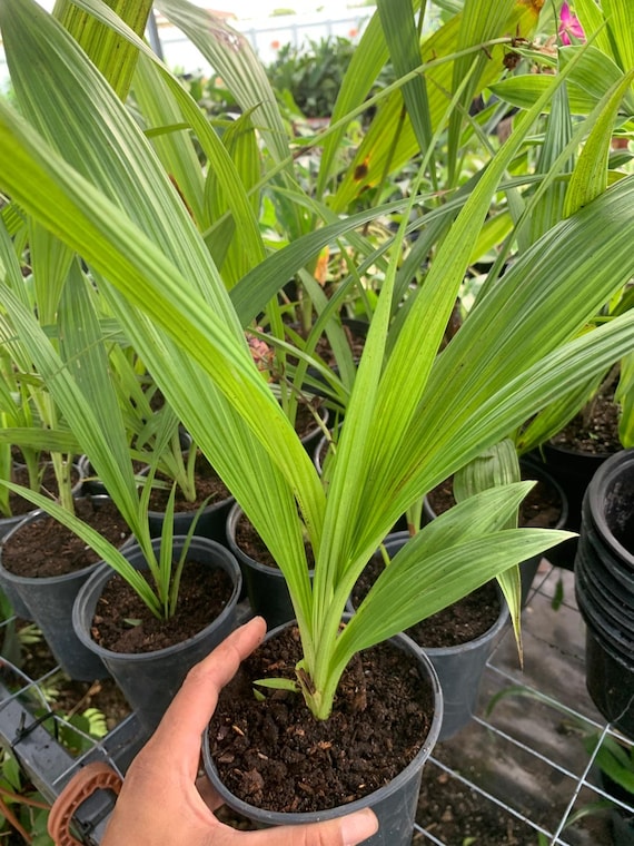 Vibrant Spathoglottis plicata - Ground Orchid | Yellow Flowers | Easy Care Orchid for Home and Garden