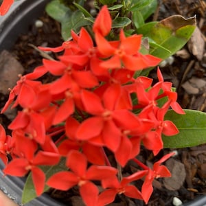 May include: A potted plant with bright red flowers. The flowers are in bloom and have a star-shaped appearance. The plant is in a black pot and is surrounded by brown mulch.