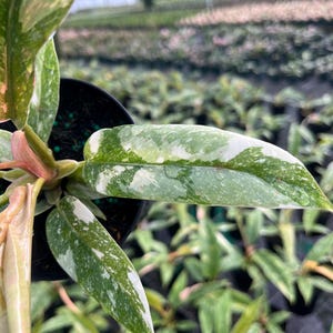 May include: Close-up of a Philodendron plant with variegated leaves. The leaves display a mix of green and white patterns, with hints of pink. The plant is in a black pot, with other plants visible in the background.