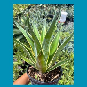 May include: A green and yellow succulent plant with long, pointed leaves. The plant is potted in a black plastic pot.