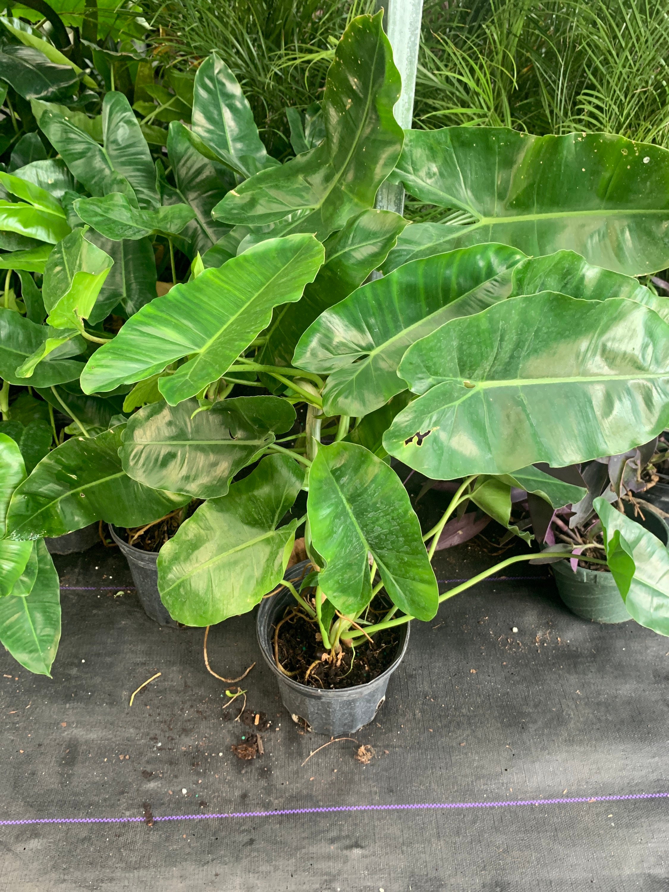 plant stands indoor near me Crisscross Cascading Plant Stand with Copper Trays