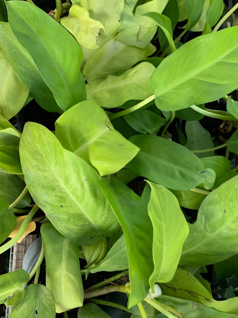 Auragiftshop Philodendron Golden Goddess