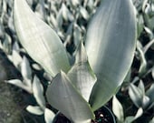 Moonshine Snake Plant LG  Sansevieria Moonshine  Rare Silvery Foliage   Easy Care Air Purifying Plant  Live Plant in 6 Pots Large Plant - Etsy