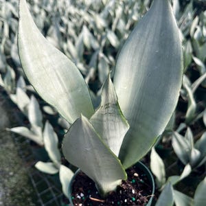 Moonshine Snake Plant LG – Sansevieria Moonshine – Rare Silvery Foliage – Easy Care Air Purifying Plant – Live Plant in 6” Pots Large Plant