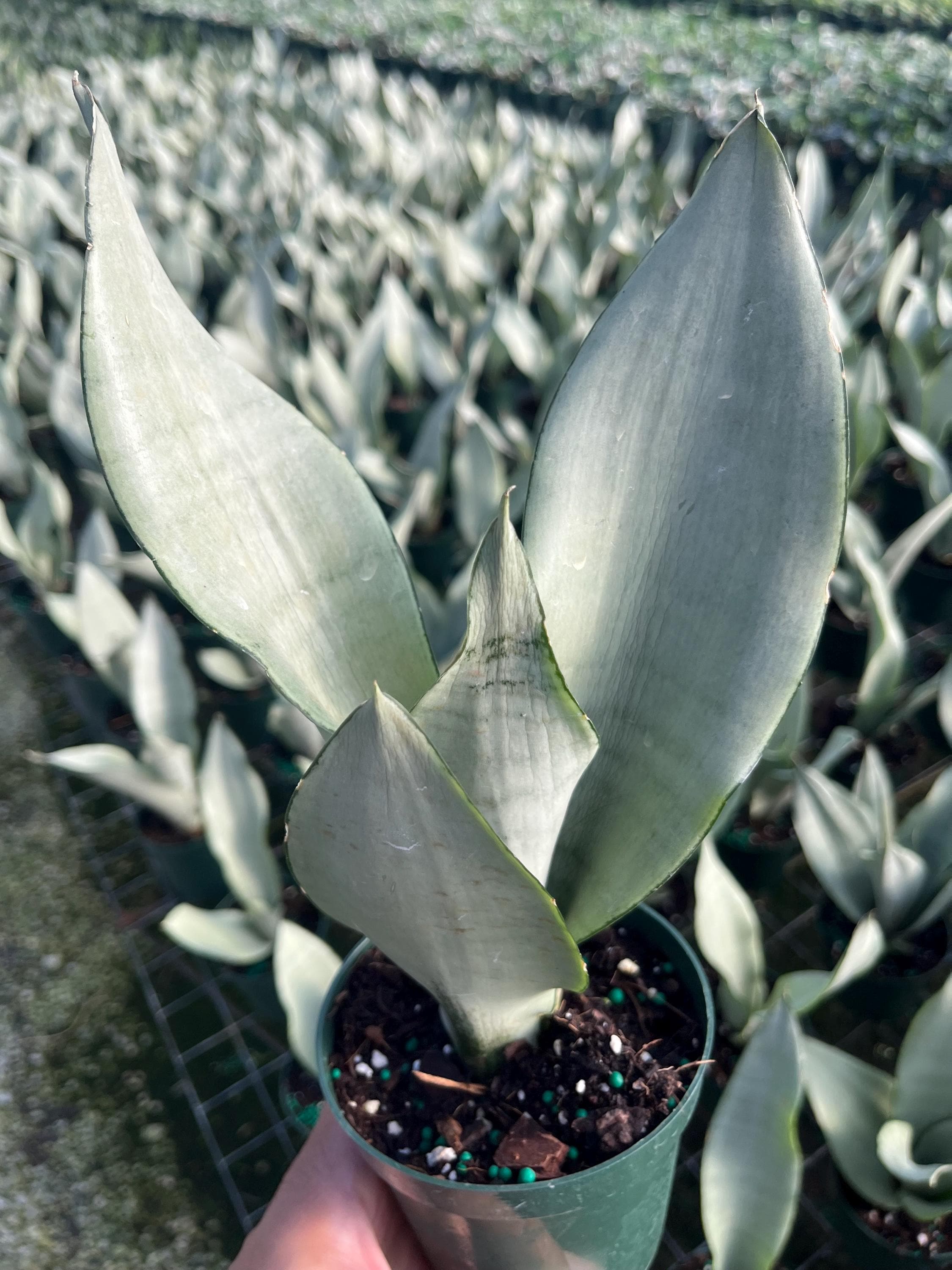 Moonshine Snake Plant LG – Sansevieria Moonshine – Rare Silvery