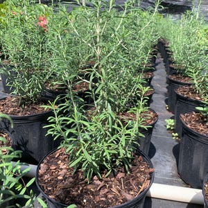 Fresh Rosemary Plant (Romero) - Aromatic Herb for Cooking and Medicinal Use - Live Culinary Herb