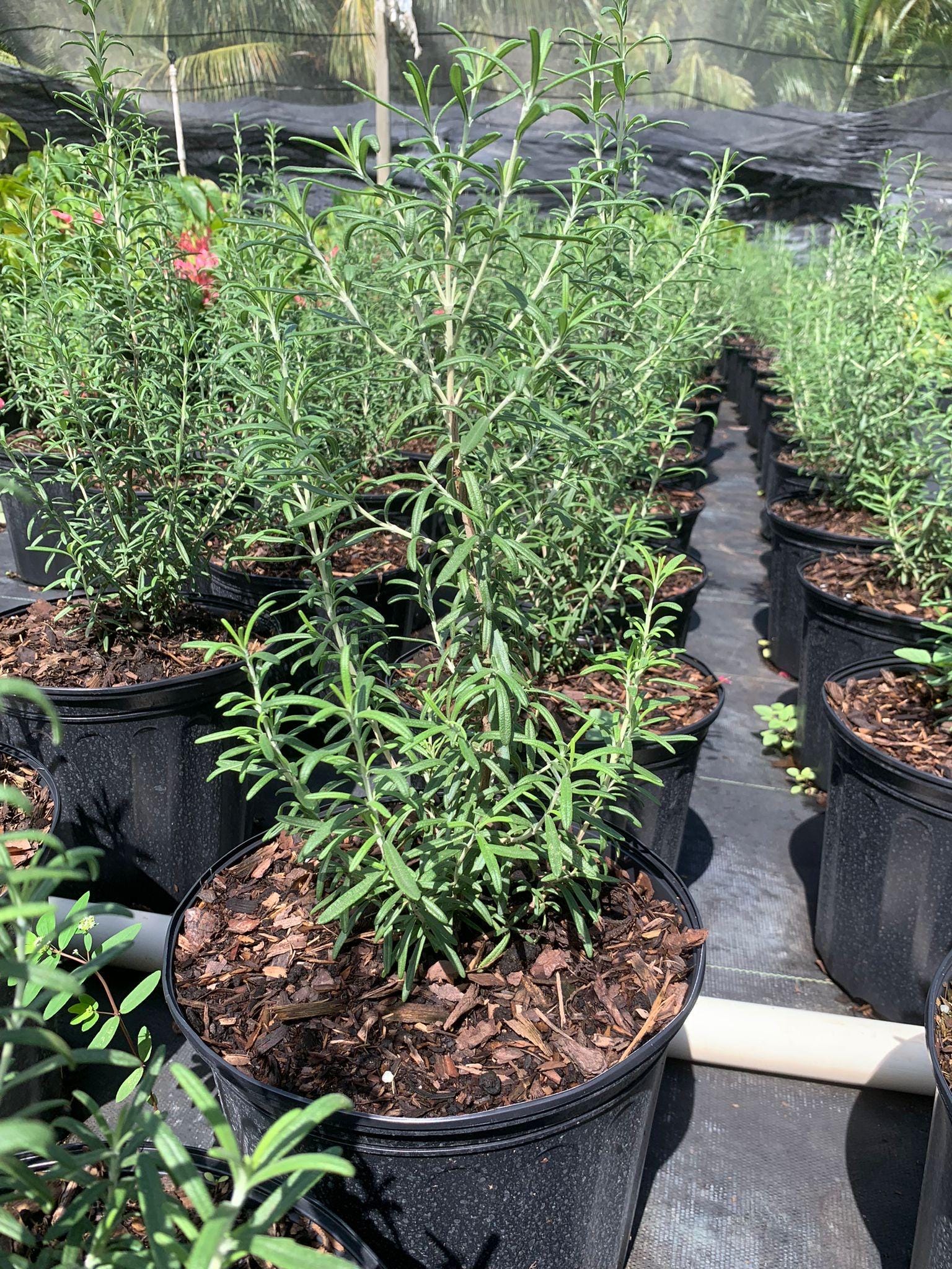 pickle plant watering Show 'Pickle Plant  Delosperma echinatum' Care and Growing Guide