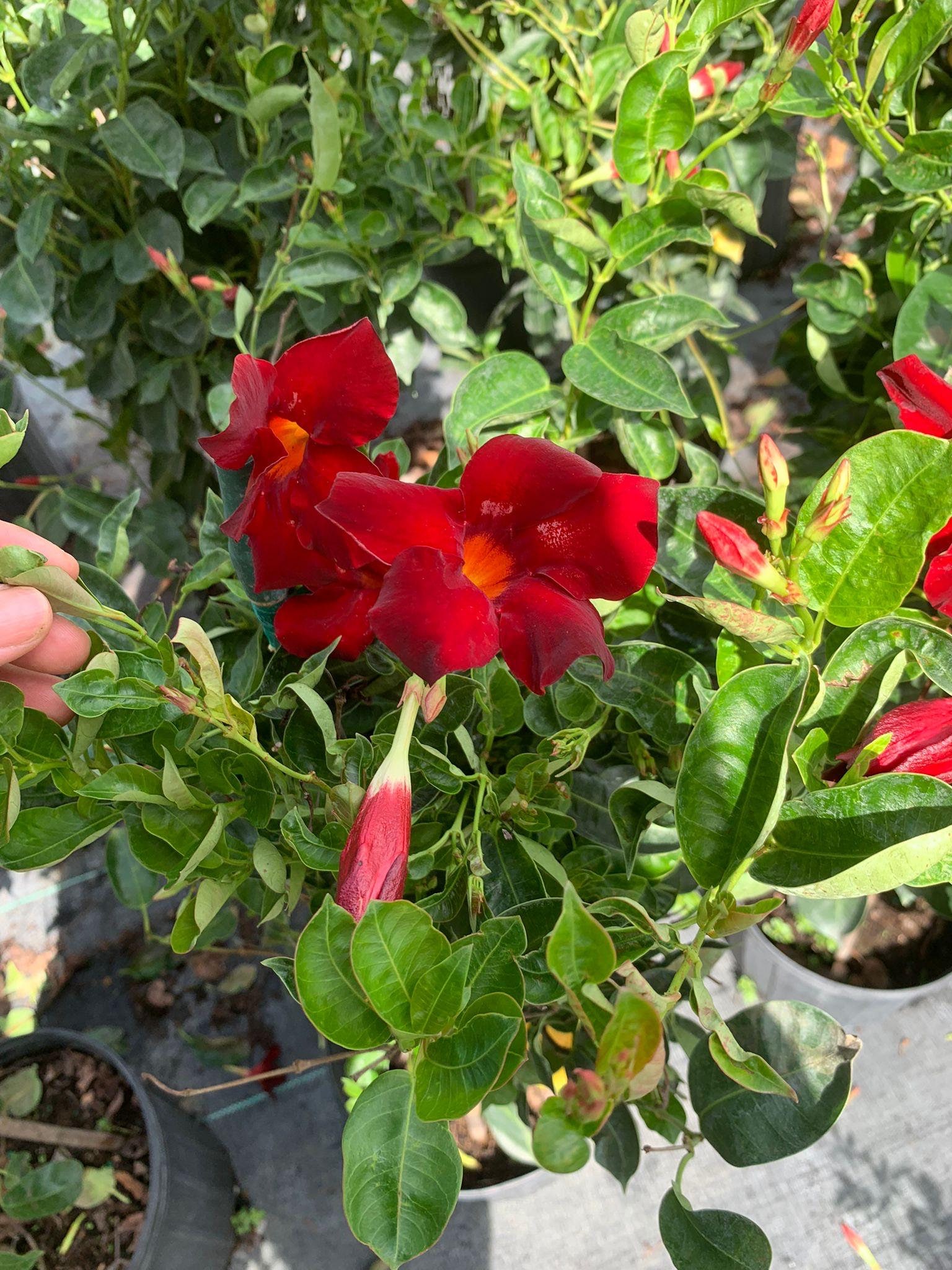 Large Red Mandevilla Vine: Tropical Flowering Plant, Hummingbird Magnet -  Etsy