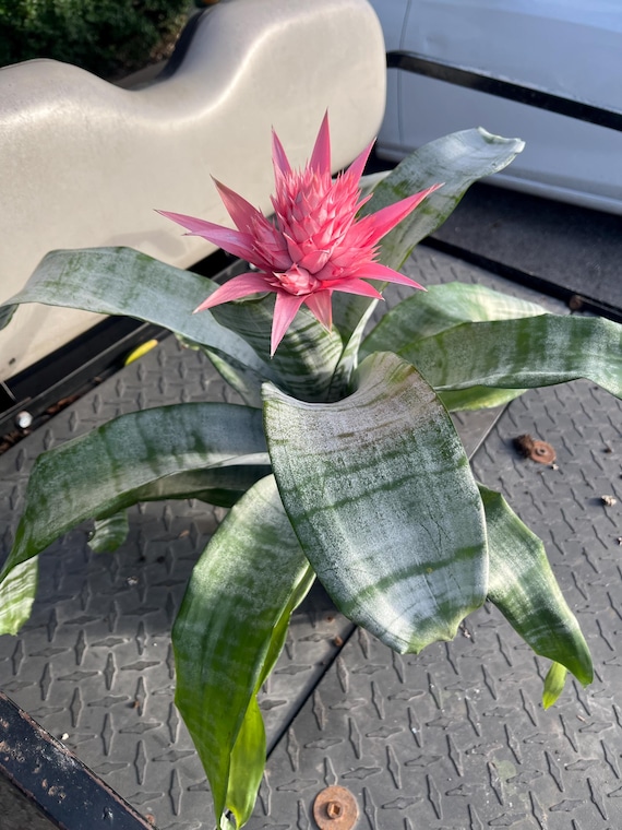 Aechmea Fasciata (silver Vase Plant / Urn Plant) Bromeliad With