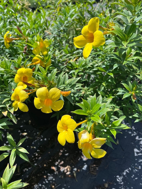 Golden Trumpet Allamanda Plant: Tropical Yellow Blooms Large Bush - Etsy