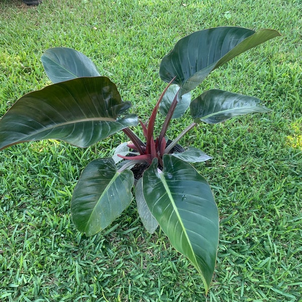 Red Congo Philodendron 2gal Large PLANT! 24in high or more
