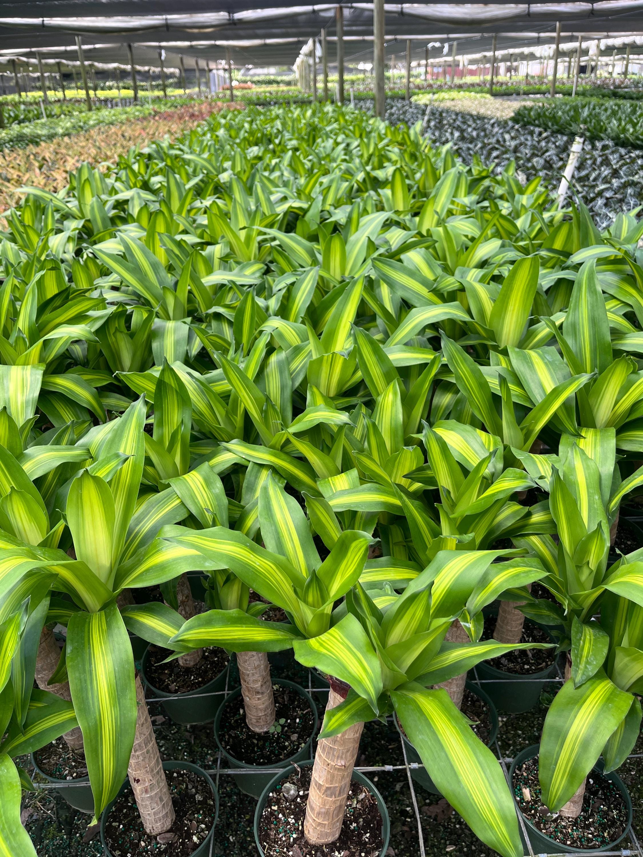 Dracaena Fragrans 'massangeana'  Corn Plant  Easy-care Indoor Plant Large  - Etsy