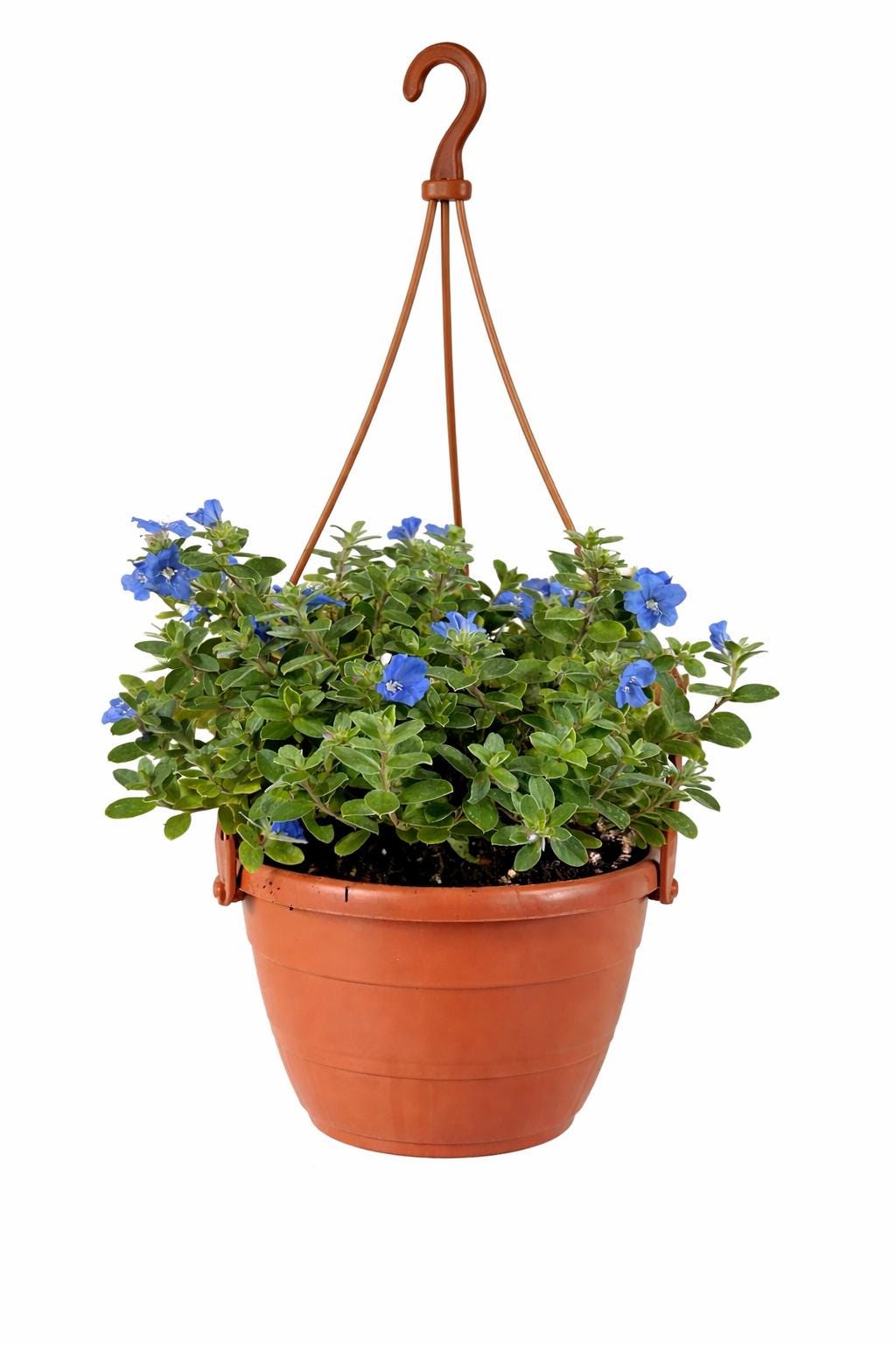 Blue My Mind Dwarf Morning Glory – Full Live Plant in 6in Hanging