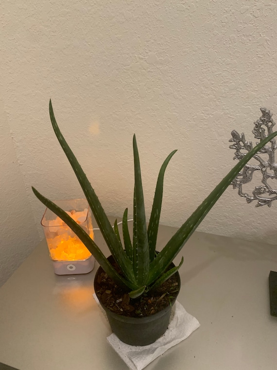 Aloe Vera - Drought-tolerant, Low-maintenance Succulent For Sale in CA 6" Pot / Nursery Pot by Succulents Box