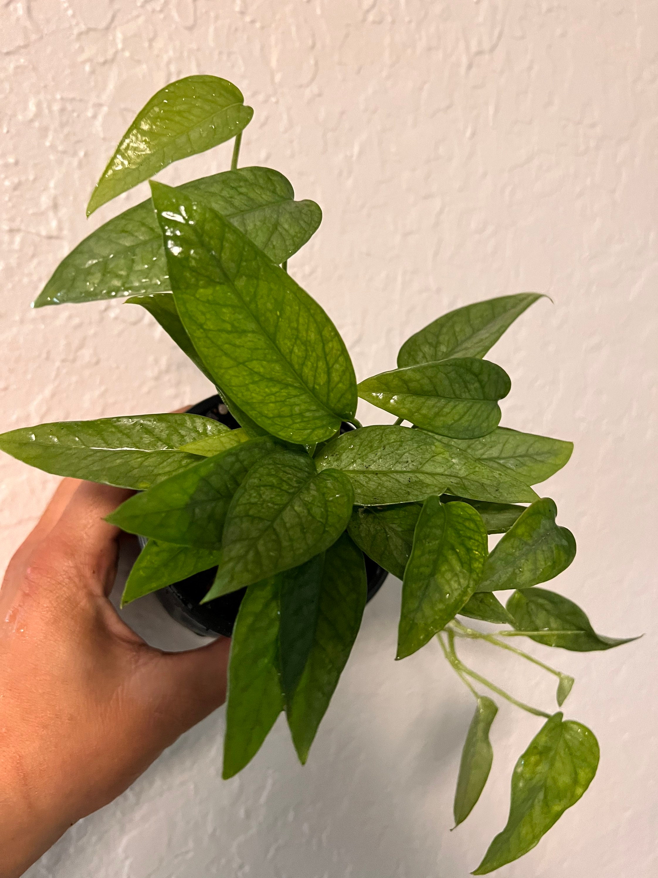 Cebu blue Pothos Ivy/House Live Plant 4"- 6" Pot Size /UPS Fast Shipping