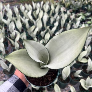 K&ouml;nnte beinhalten: Nahaufnahme einer Topf-Sansevieria-Pflanze, auch bekannt als Bogenhanf, mit gro&szlig;en, silbrig-gr&uuml;nen Bl&auml;ttern. Die Pflanze befindet sich in einem kleinen, dunkelgr&uuml;nen Topf, der mit dunkler Erde gef&uuml;llt ist. Weitere &auml;hnliche Pflanzen sind im Hintergrund zu sehen.